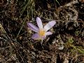 Colchicum alpinum subsp. parvulum